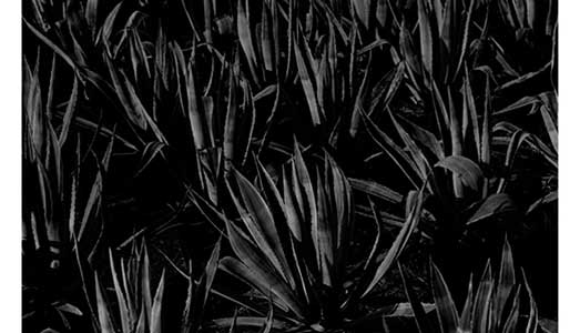 Il giardino dei numeri primi Il giardino dei numeri primi